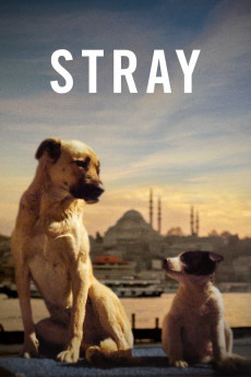 Stray Free Download