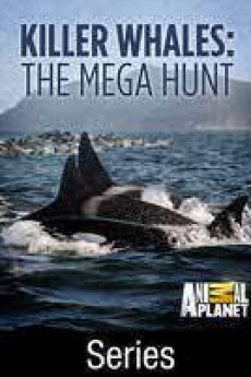 Killer Whales: The Mega Hunt Free Download