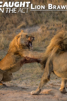 Caught in the Act Lion Brawl