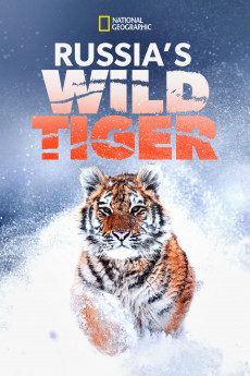 Big Cat Week Russia’s Wild Tiger Free Download