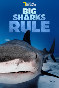 Big Sharks Rule Free Download