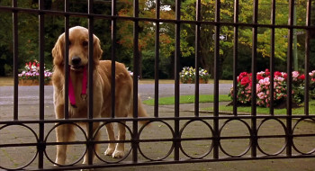 Air Bud: World Pup (2000) download