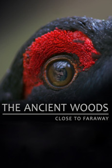 The Ancient Woods Free Download